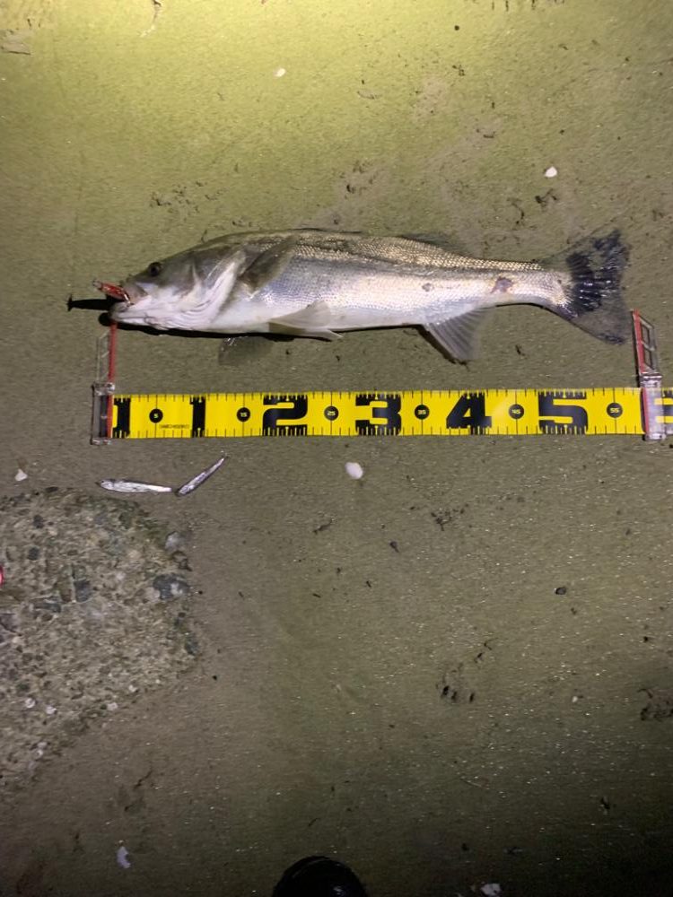 親父たちの釣行