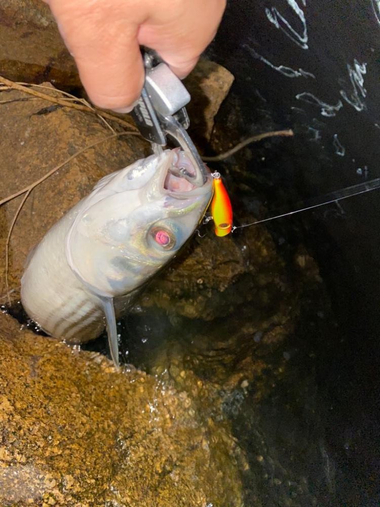 バチ抜け　シーバス　ボラ