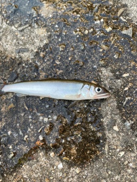 稚鮎サビキのお供はバナナとチーズだね！