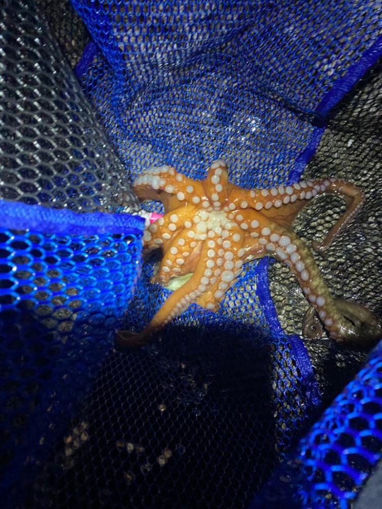 タコハンティング