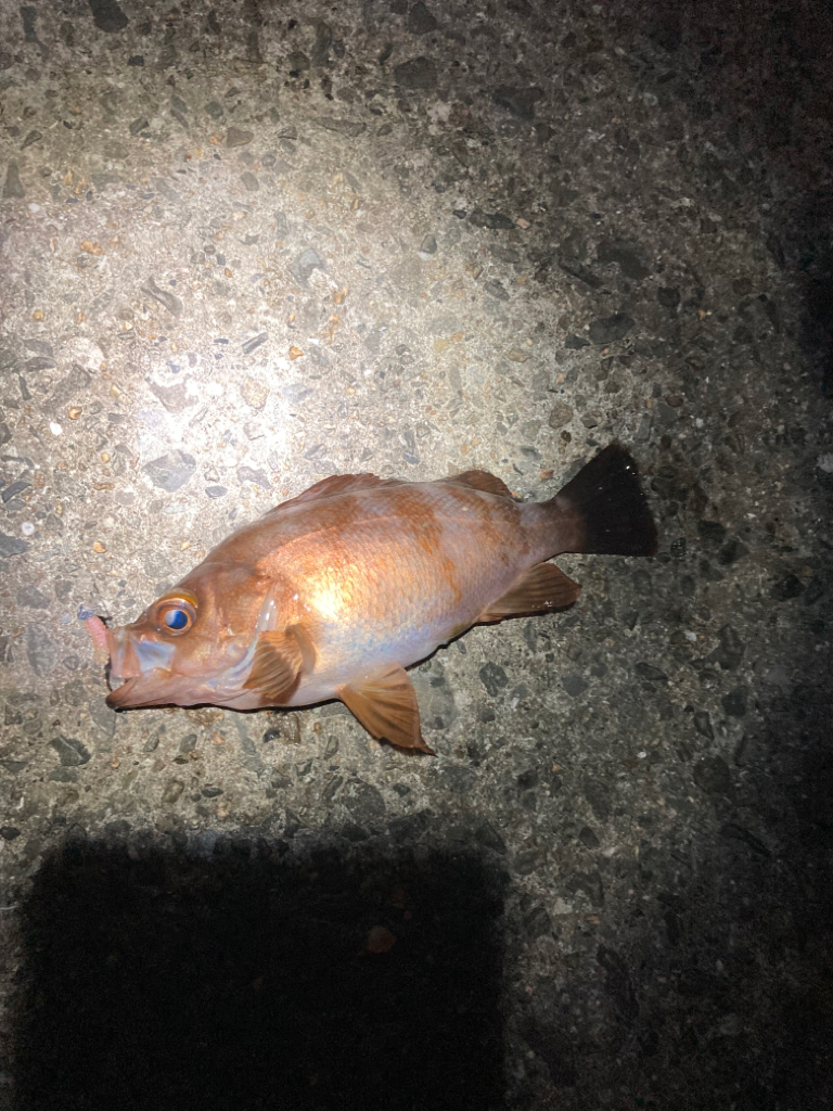 アジフライを探してメバリング?