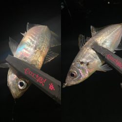 宵姫AJカスタムのバランスの良さ