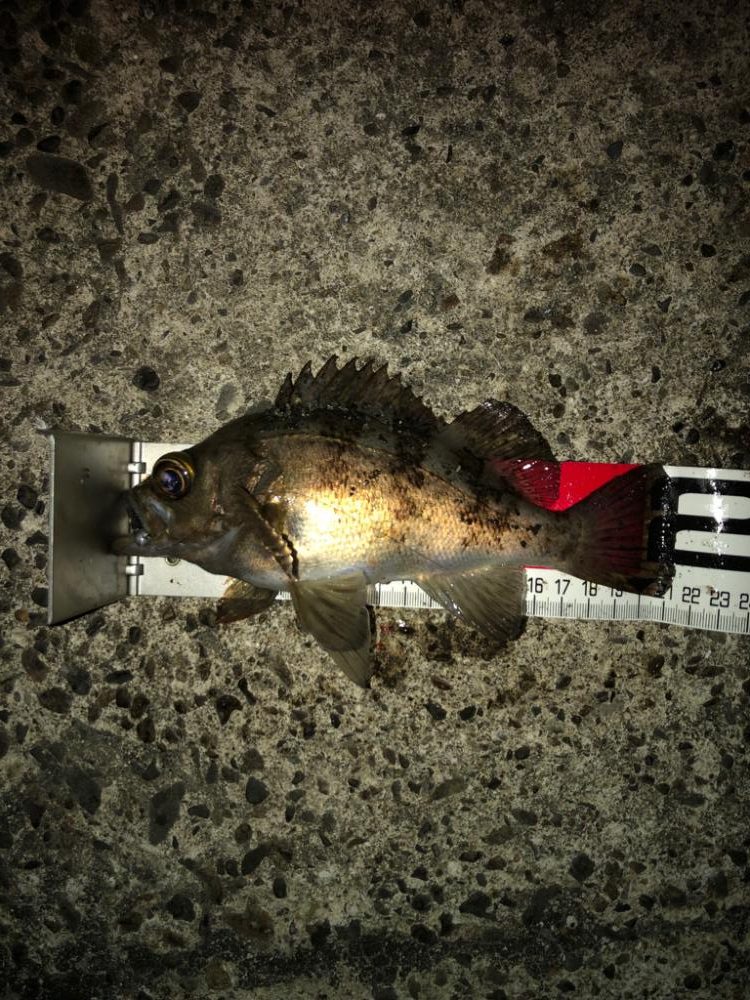 渋々メバリング