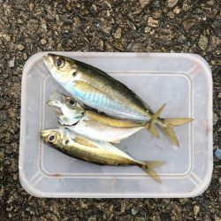 サビキ四目達成