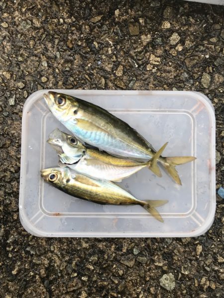 サビキ四目達成