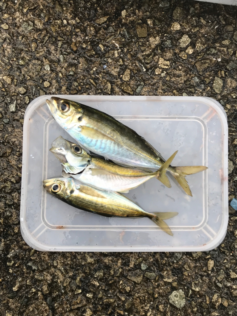 サビキ四目達成