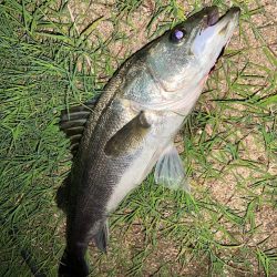 岸壁のシーバス