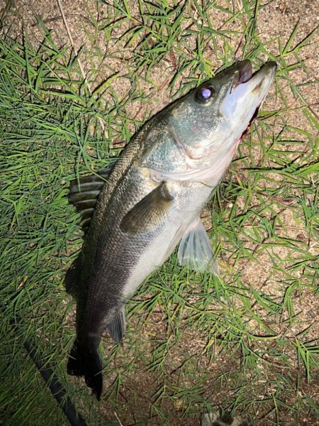 岸壁のシーバス