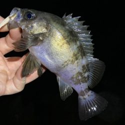 デカいのバラす