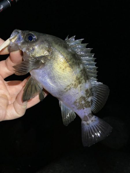 デカいのバラす