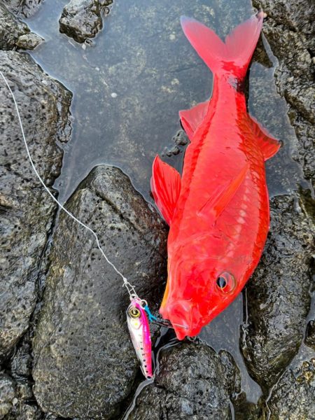 ジャックアイTGスイムはシャアもオフショアもどちらでも活躍