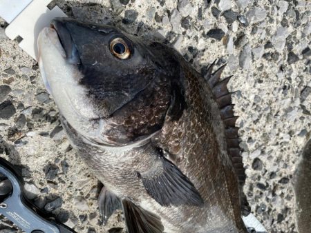 鶴見にで歳無し！