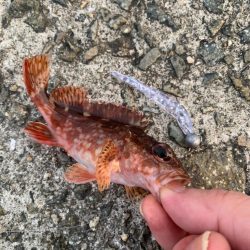 青物のつもりがやっぱり…