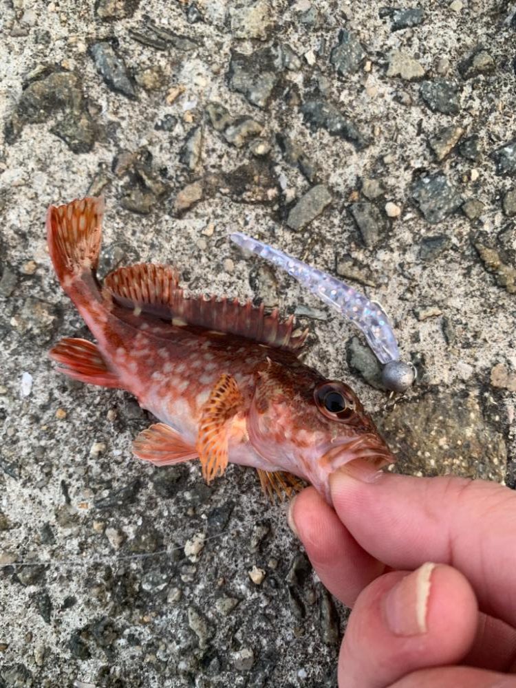 青物のつもりがやっぱり…