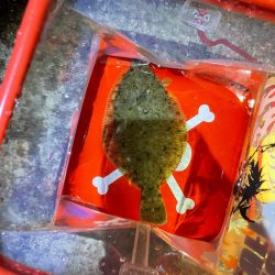 初めてのカレイ