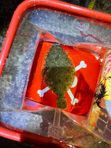 初めてのカレイ