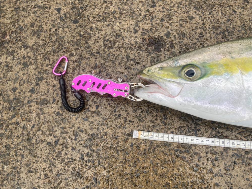 ヒラスズキのボイル乱舞!なのに釣れたのは!?