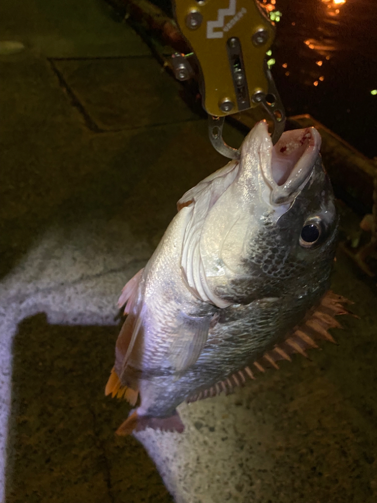 ヘチってきました