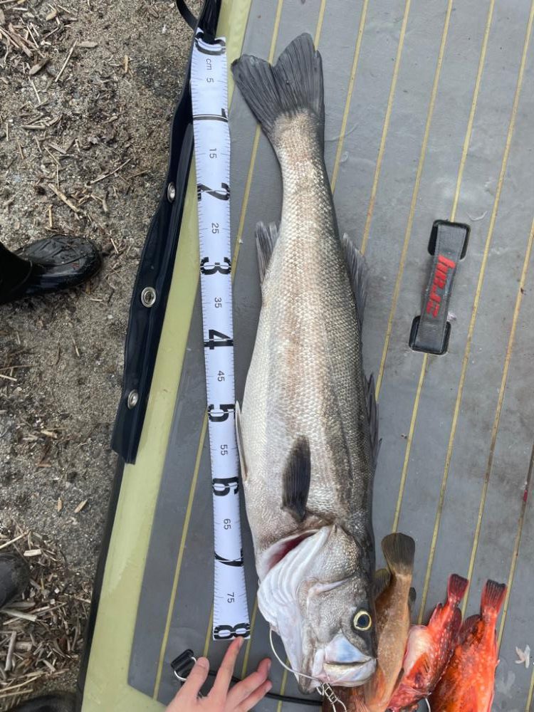 初のランカーシーバス