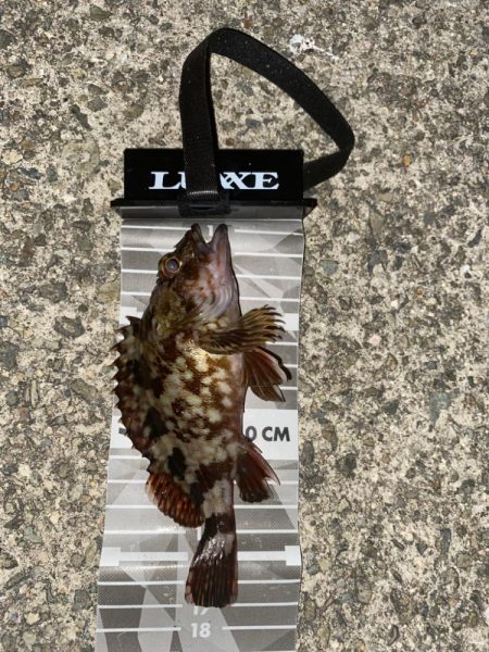 やっぱり釣りは楽しいなぁ