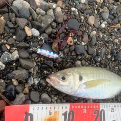 サーフでアジ！