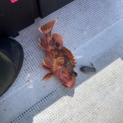 鯛ラバ’22 12回目