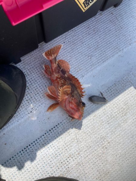 鯛ラバ’22 12回目