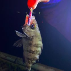 サーフゲームでチビヒラメ