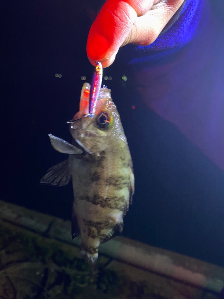 サーフゲームでチビヒラメ