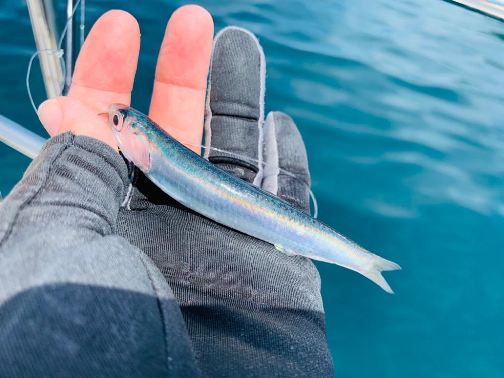 【天草】ライト落とし込みで95cmブリGET