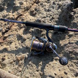 エギングの間にフラットフィッシュ