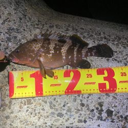 アコウハンティング