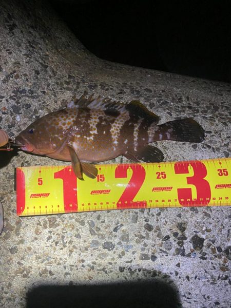 アコウハンティング