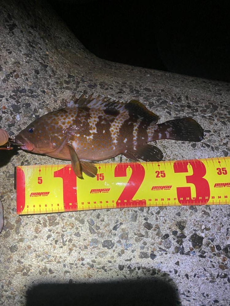 アコウハンティング