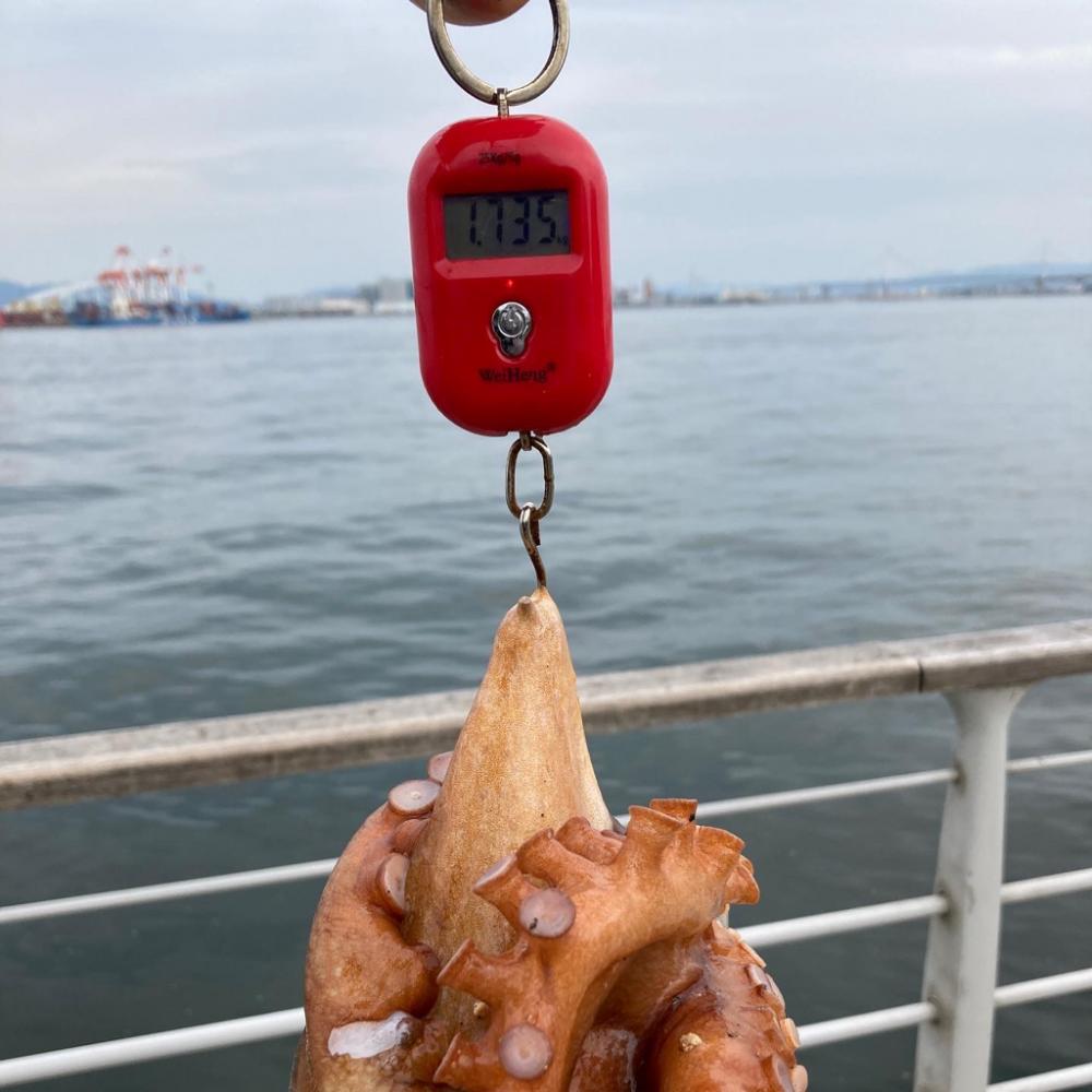 初蛸。1735g。。。