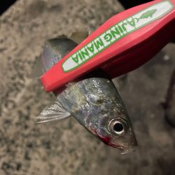 満潮時にパタンと反応が止まる