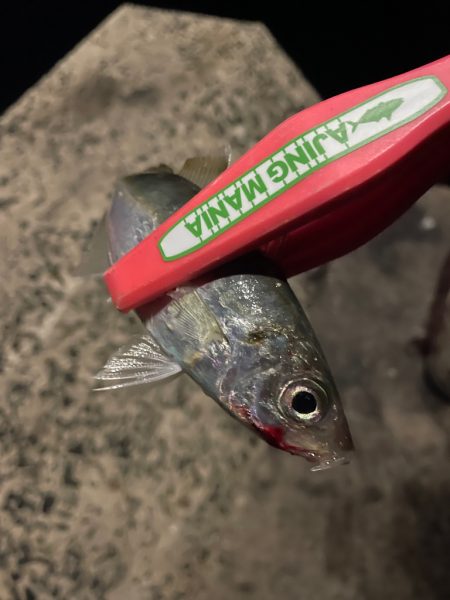 満潮時にパタンと反応が止まる