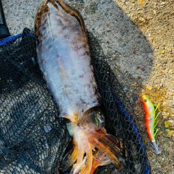 《春イカ釣り》