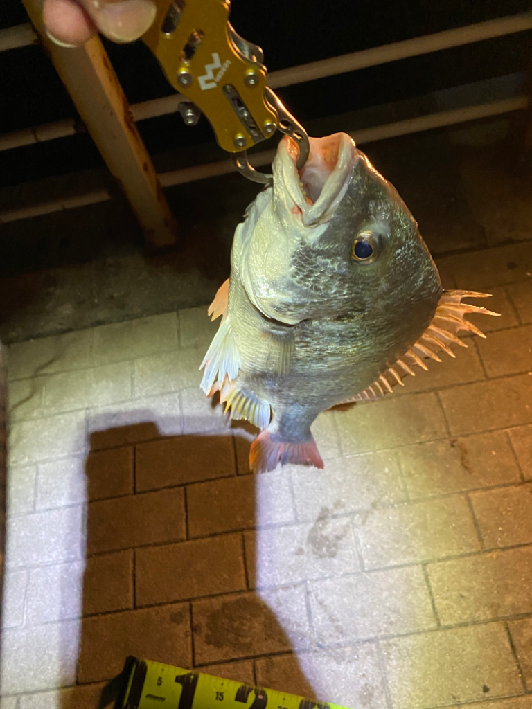 ヘチってきました