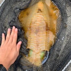 釣姫はポテンシャル高い