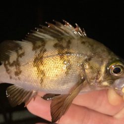 メバルを探しに!