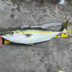 神戸　ショアジギング