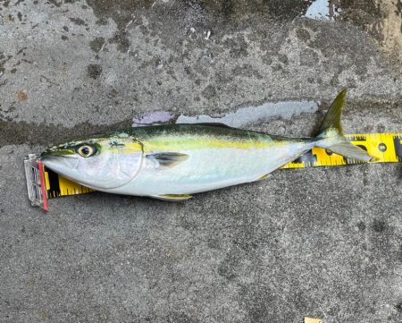 神戸　ショアジギング