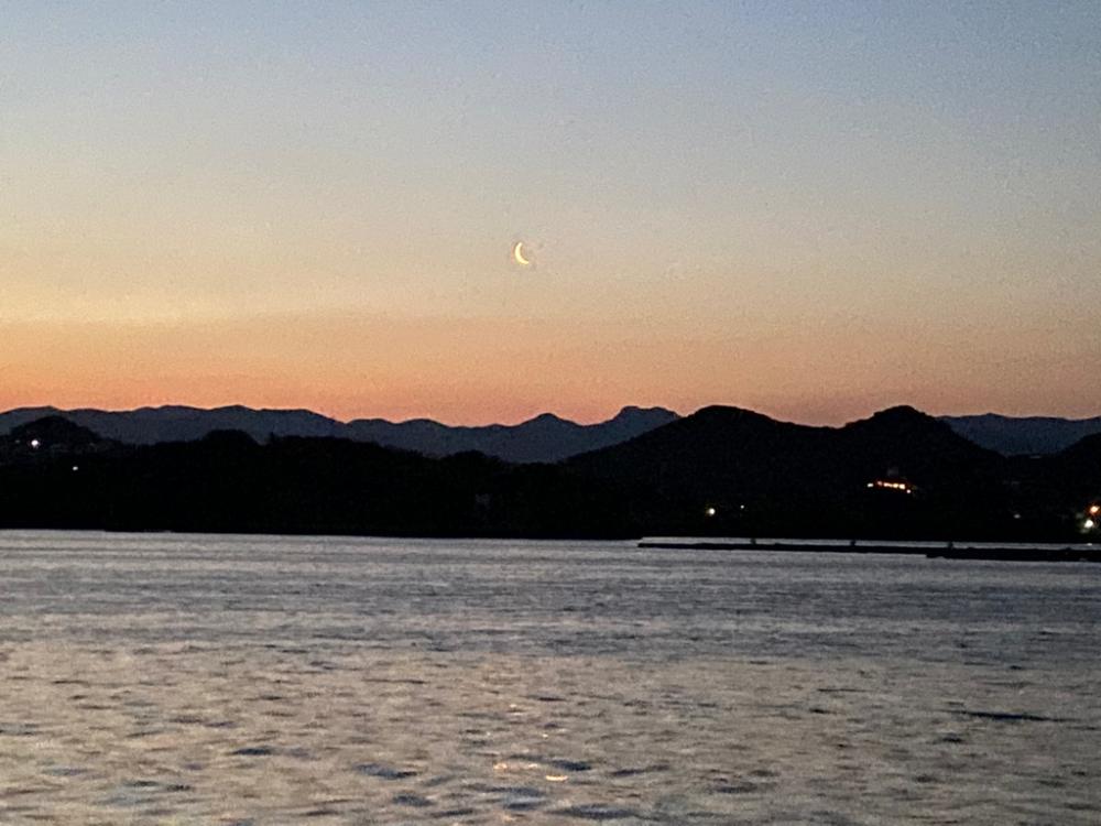 レジ袋並みアオリイカ