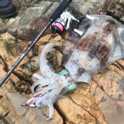 磯からのベイトフェザーネオグローで春エギング!