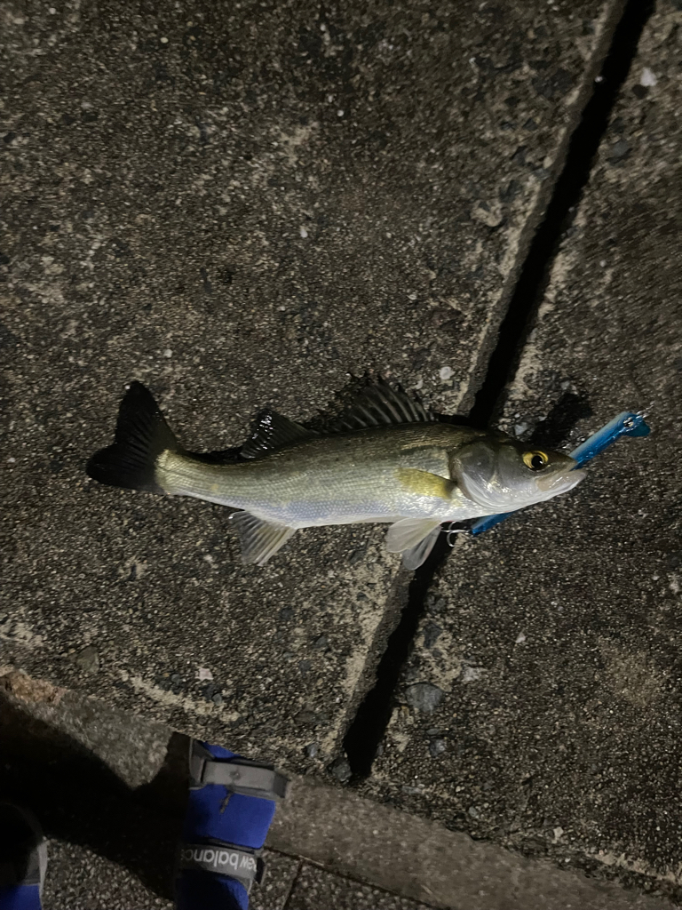 キス釣りからのバチ抜けシーバス