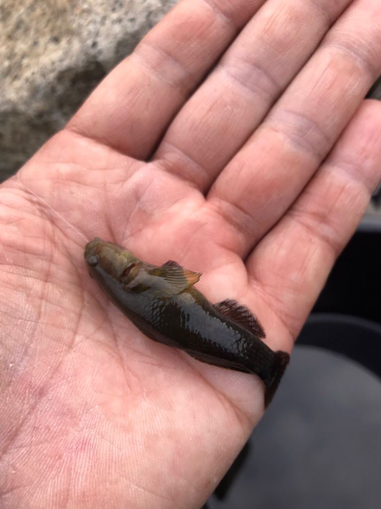 ちょっと早いけど、手長エビ調査