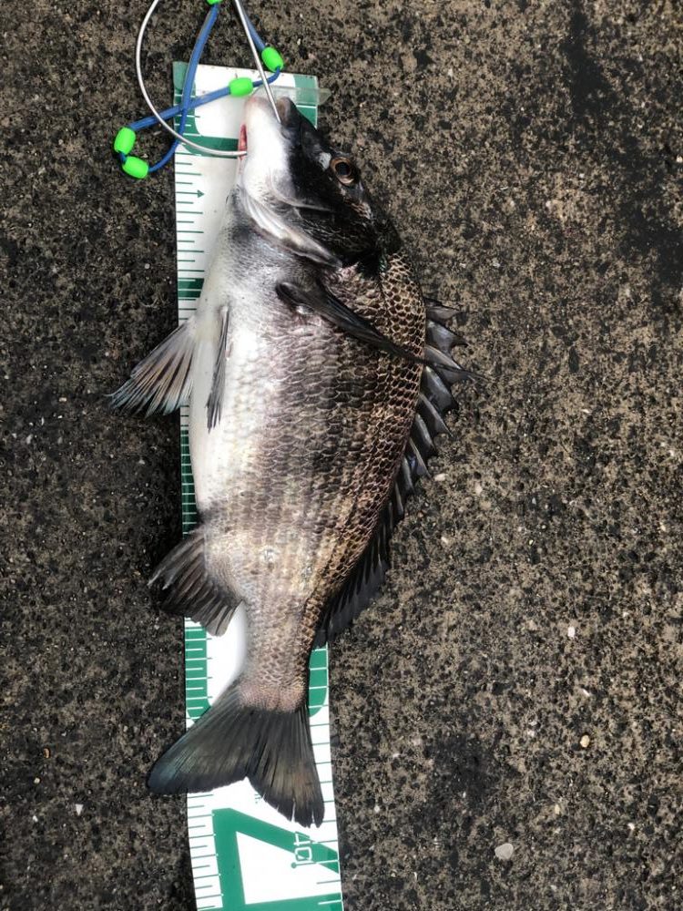 チヌ落とし込み