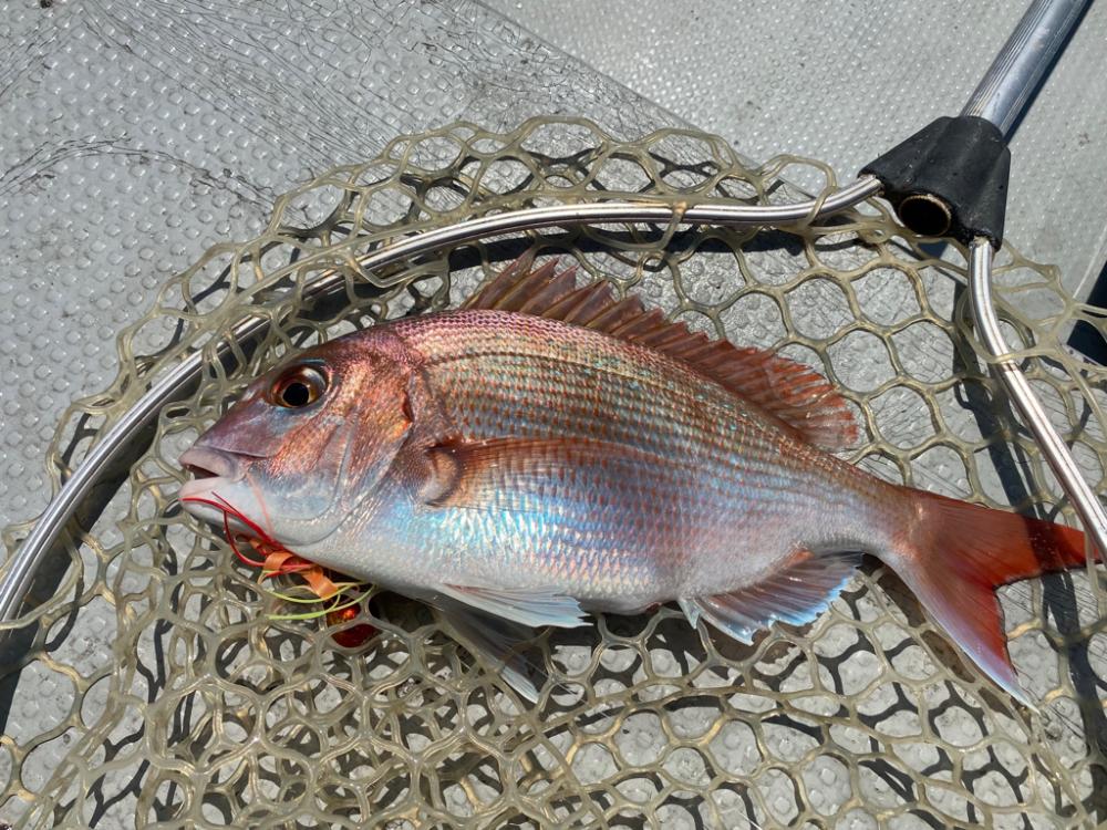 久しぶりのタイラバ