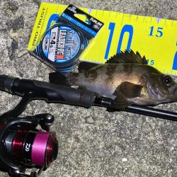 メバルハイシーズン